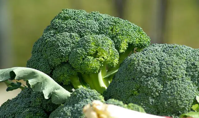 broccoli