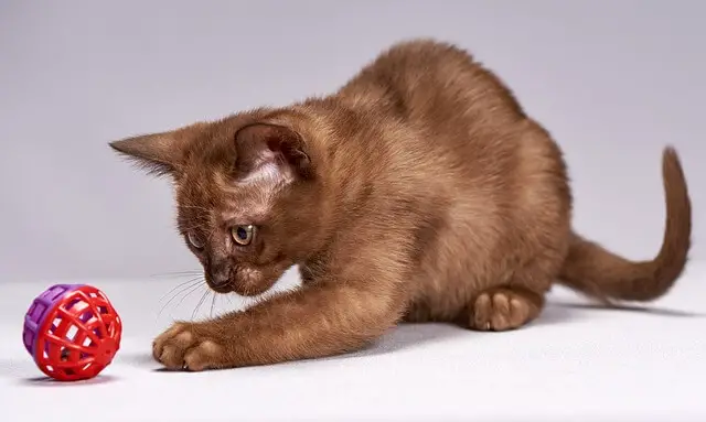 burmese kitten playing