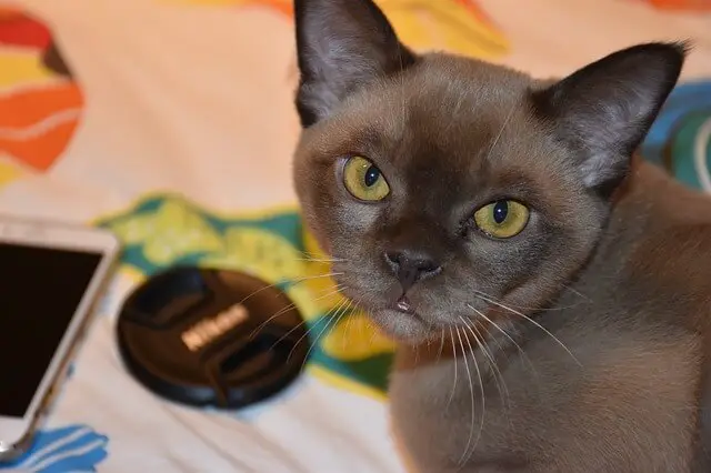 burmese looking at owner