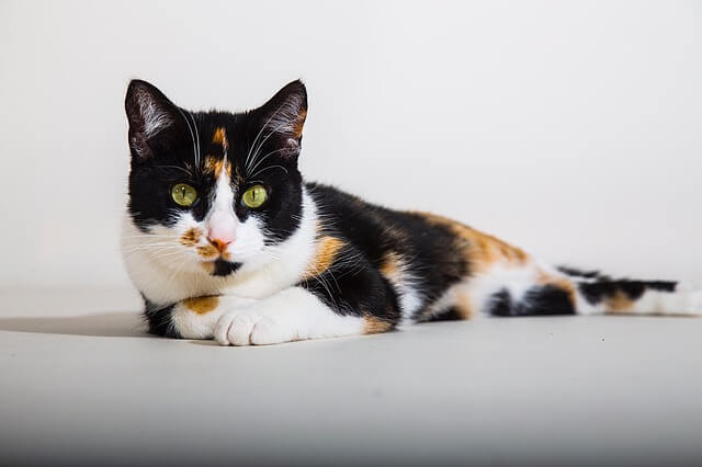 calico cat laying