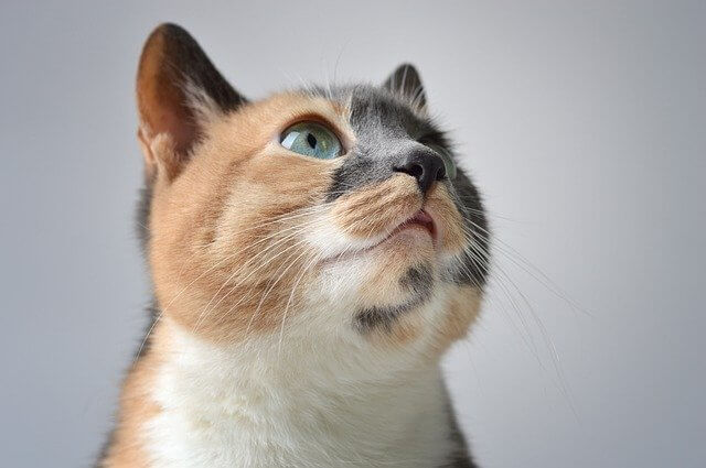 calico cat looking up