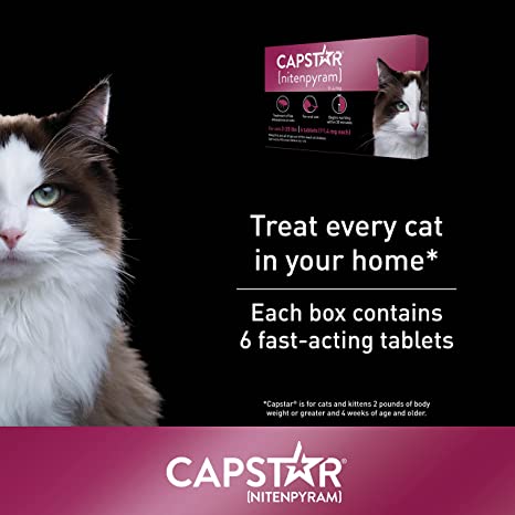 Capstar for Kittens: Dosage, Treatment & Effectiveness | World Cat Finder