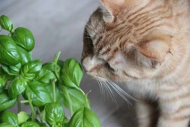 Is Basil Safe For Cats To Consume World Cat Finder