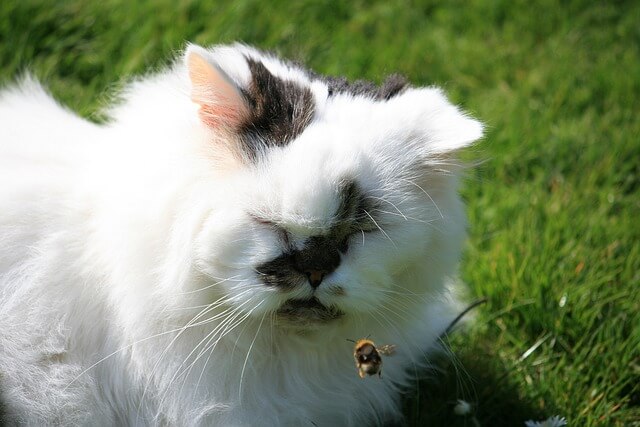 cat and bee