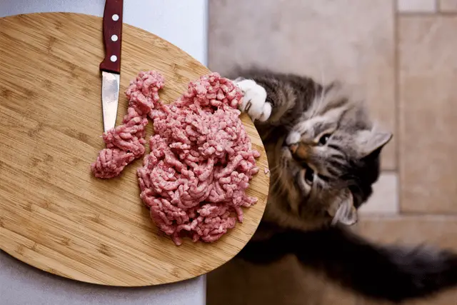 Can i feed my cat store raw beef