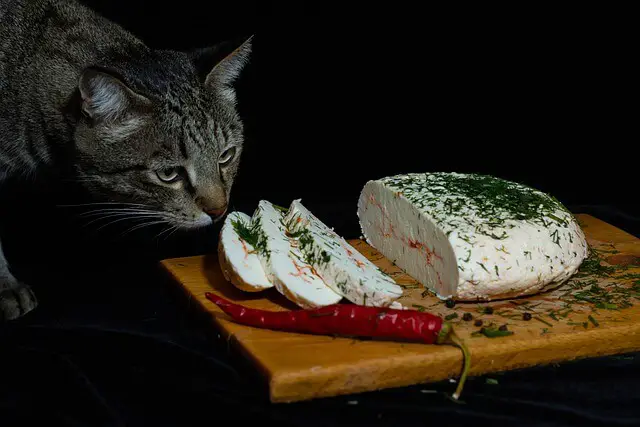 cat and cheese