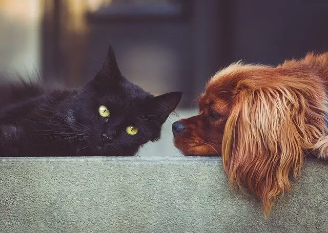 mačka i pas