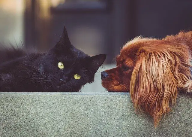 cat and dog