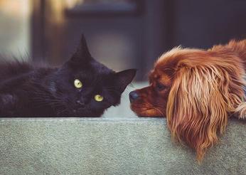 are cats brains smarter than dogs