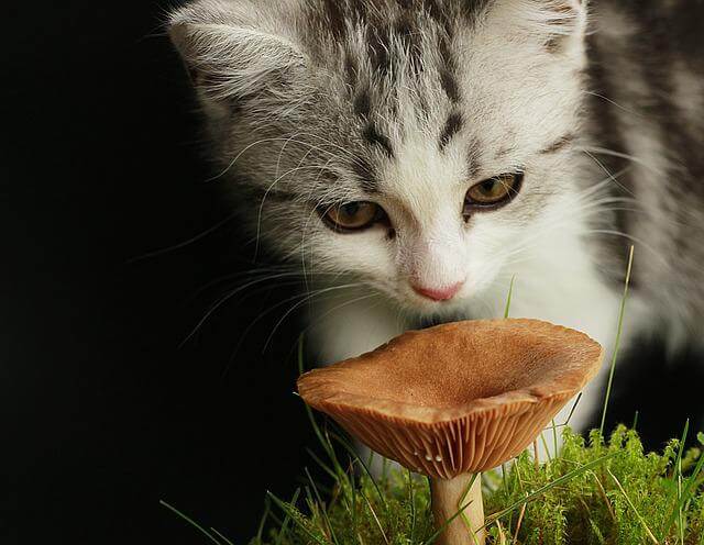 cat and mushroom