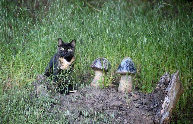 cat and mushrooms