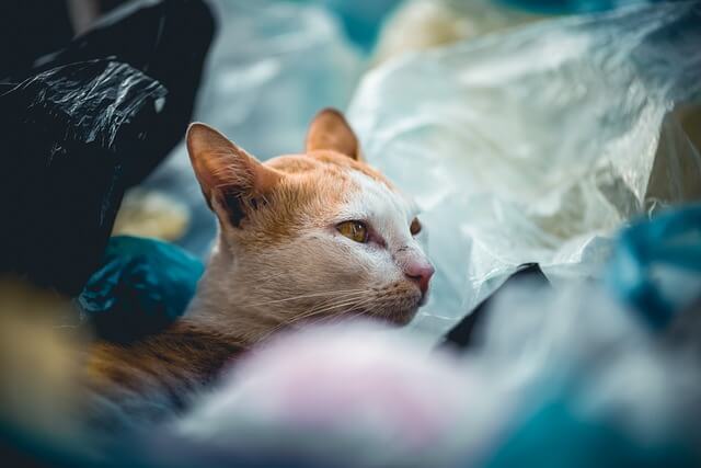 cat and plastic