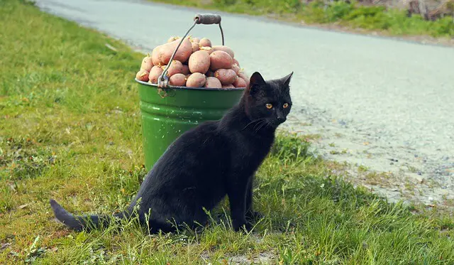 cat and potatoes