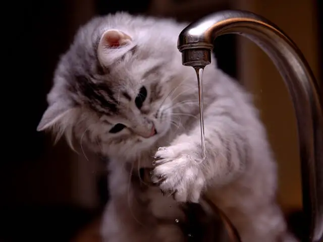 cat and tap water 1