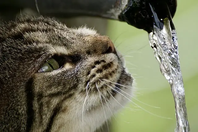 cat and tap water