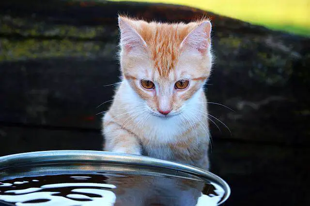 cat and water