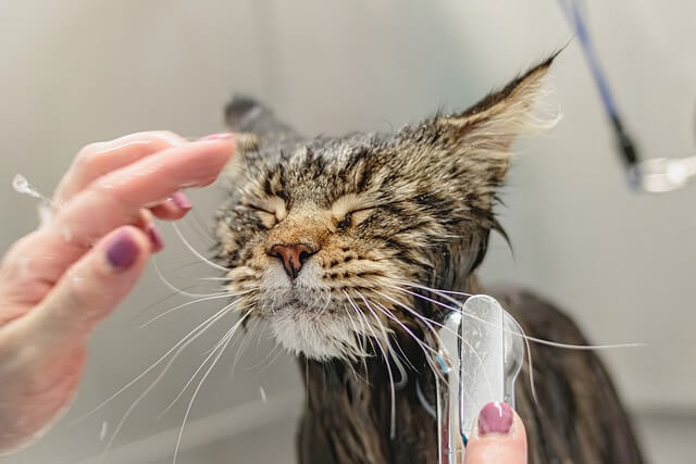 cat bath