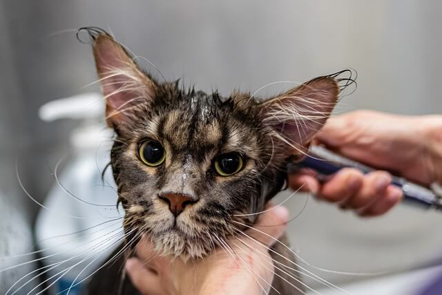 cat bathing