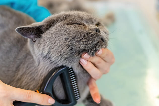 cat being brushed