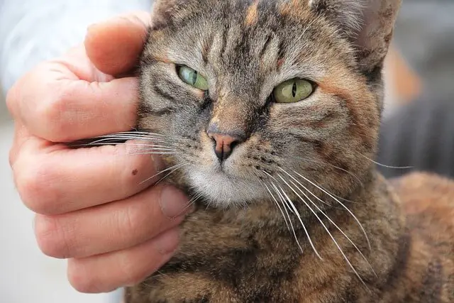 cat being scratched