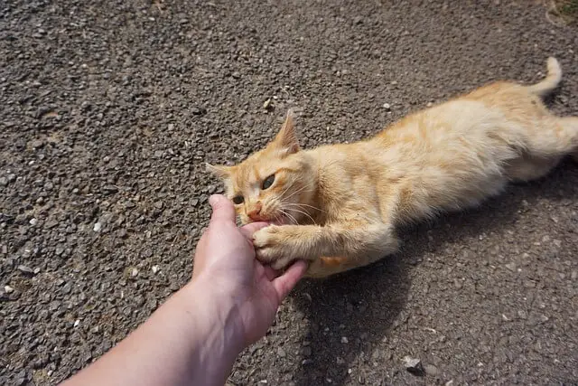 cat bite
