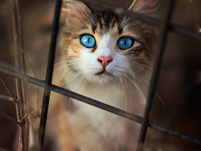 cat blue eyes