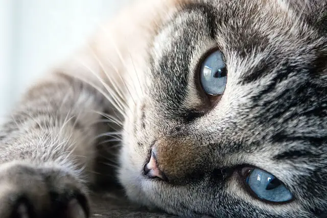 cat blue eyes