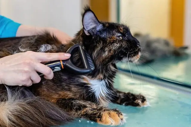 cat brushing