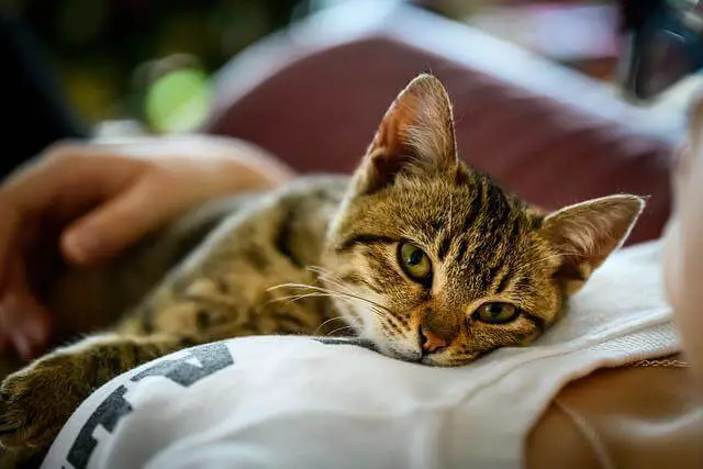 cat cuddling with owner