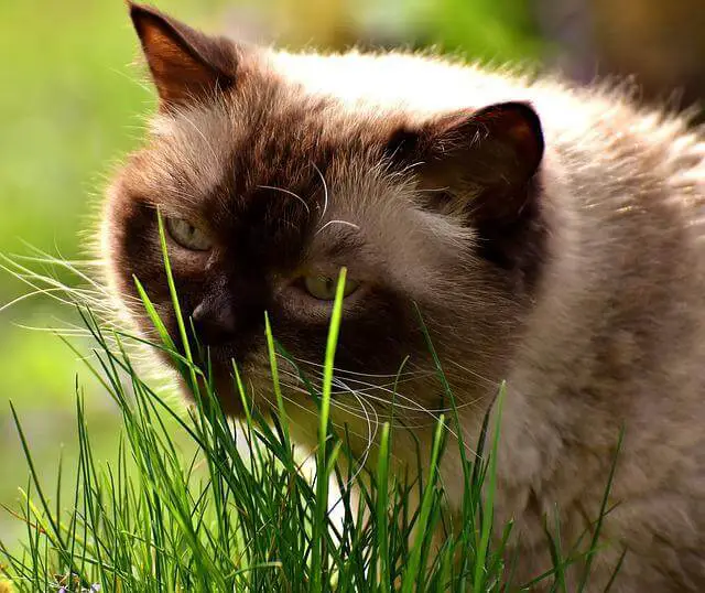 cat eating grass