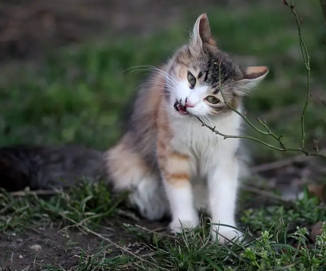 cat eating plant