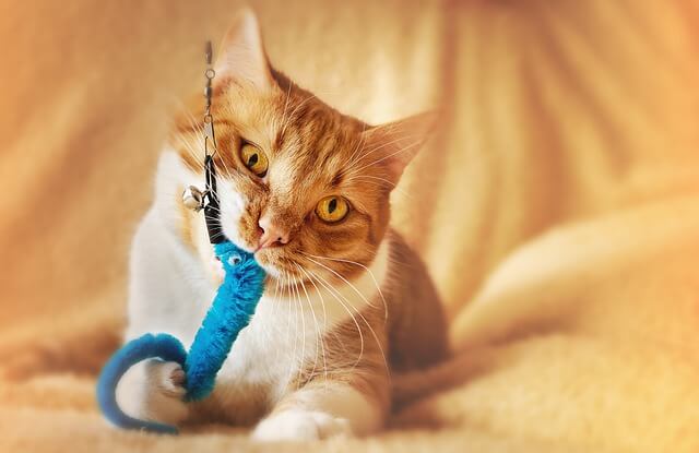 cat eating toy