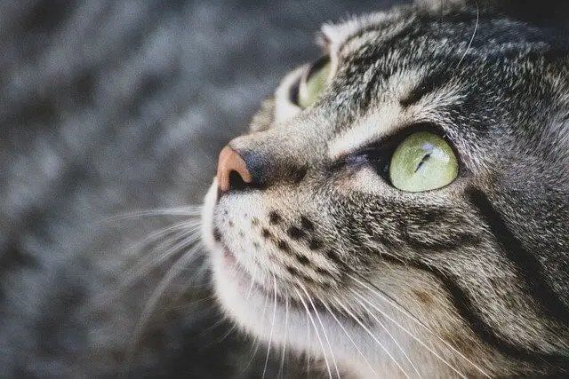 oči mačke