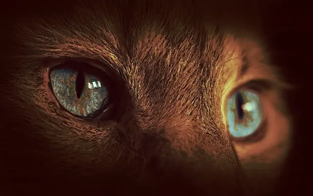 cat eyes dark