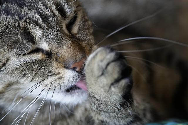 cat grooming herself