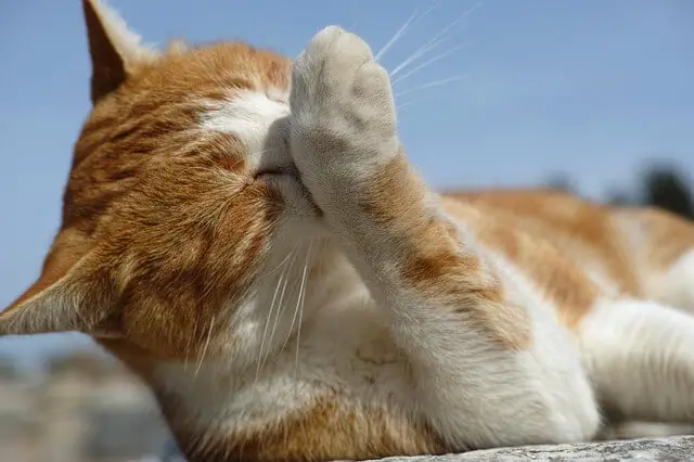 cat grooming itself