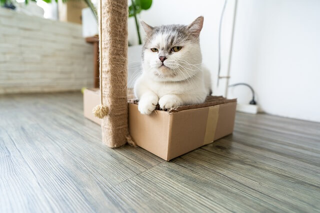 mačka u kutiji