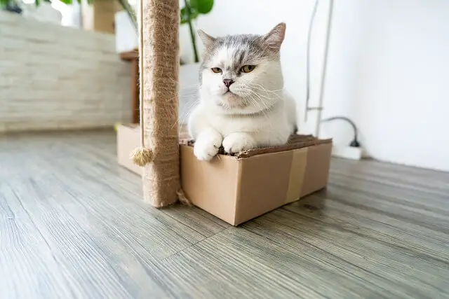 cat in a small box