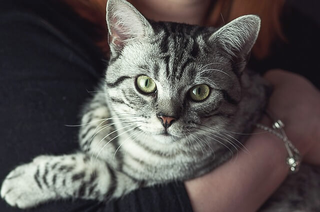 cat in arms