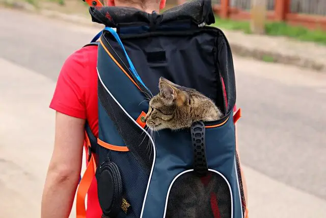 mačka u ruksaku