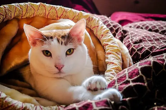 cat in blanket purring