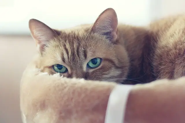 cat in cat bed
