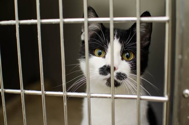 cat in crate isolated