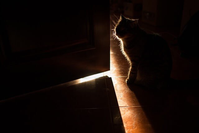 cat in dark room