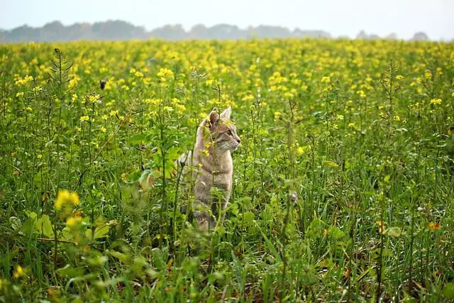 cat in field