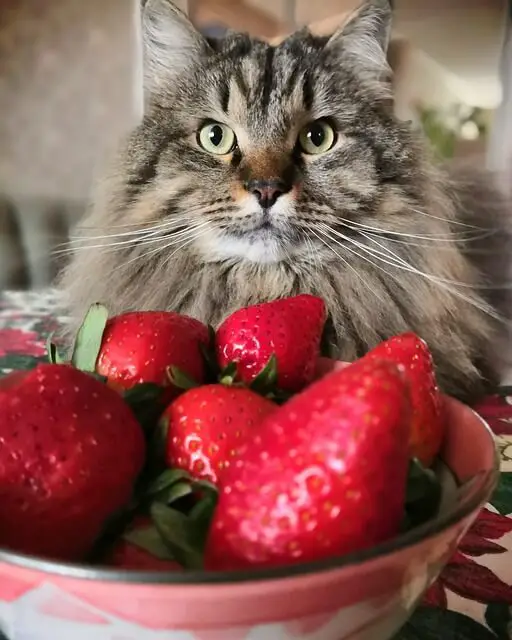 cat in front of strawberries