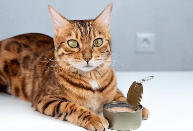cat in front of tuna