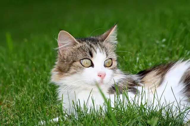 mačka u travi