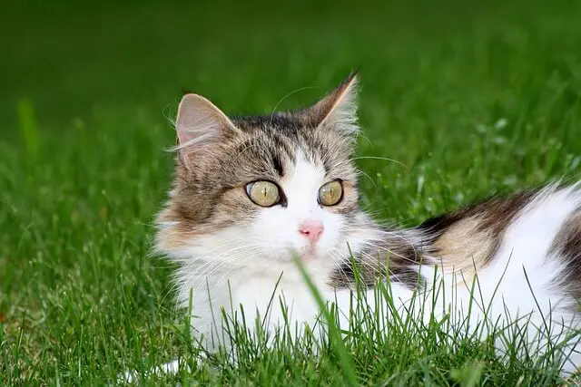 cat in grass