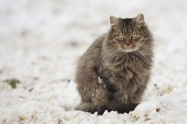 cat in snow